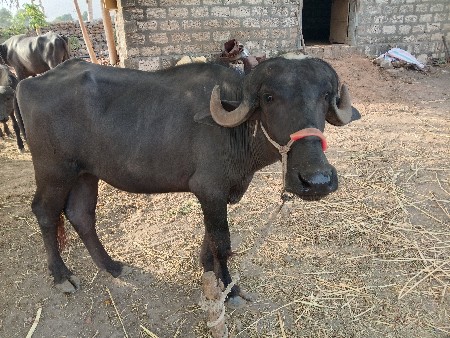 ખળેલી