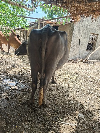 ભેંસ વેચવાની છે