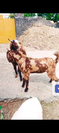 આ બે બોકડા વેચવાના છે