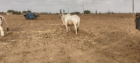 ગોધલા વેચવા નાં છે