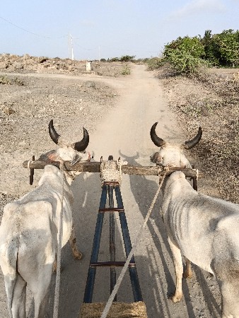 ગોધલા વેચવા ના છે પેલી ધરના...