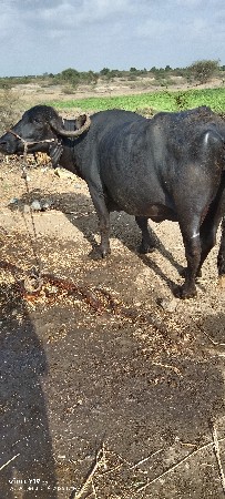 આ ભેંસ વેચવાની છે