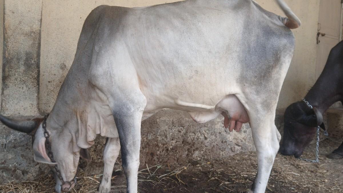 ગાય