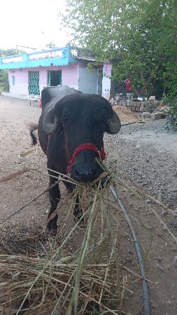 આ ખડેલું વેચવાનું છે