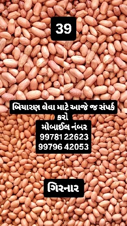 39 નંબર અને ગિરનાર બિયારણ