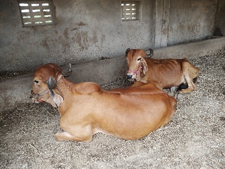 બડદવેસવાનાછેબેવાવણીનાછે