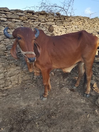 બળદ વહેંચવાના છે