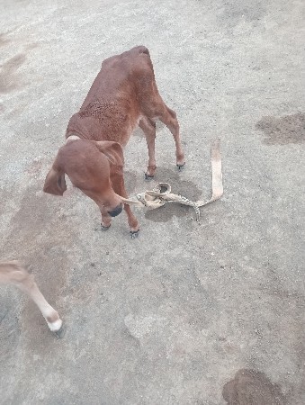 ગાય વેચવાની છે