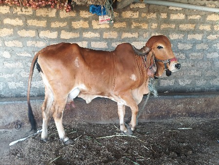 આ ગાય વેચવાની છે