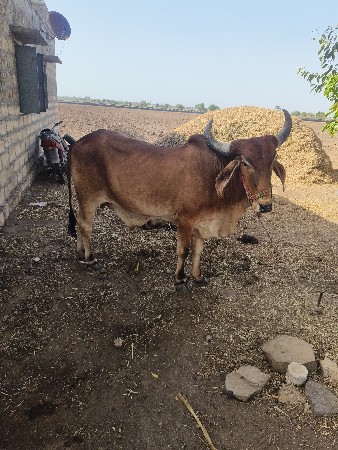 આવો બળદ લેવાનો છે
