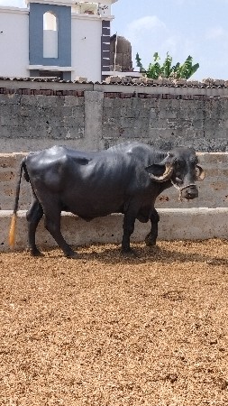 ભેંશ વેચવાની સે