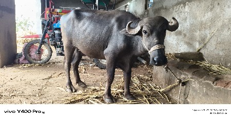 ખડેલી વેચવાની છે