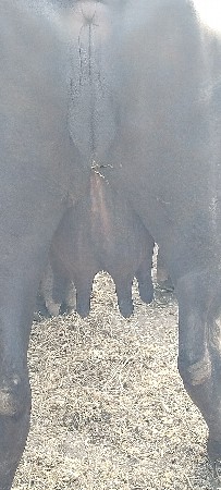 2 વેતર વિયાસે