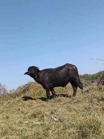 pado vechvano che