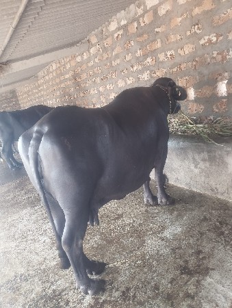 ભેંસ