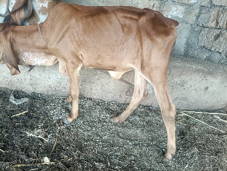 hodaku vasadi