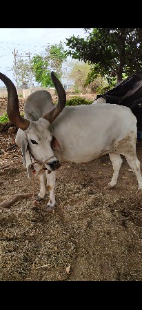 એક બળદ વેચવા નો છે.