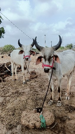 ગોધલા વેચવા ના છે...