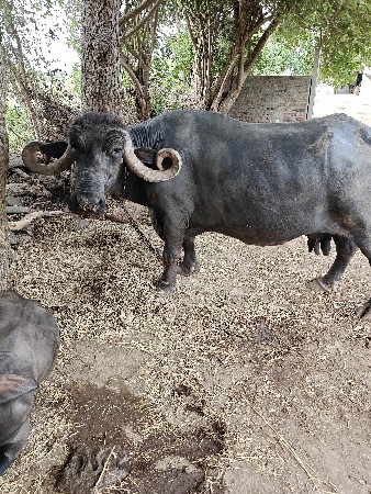 ભેંશ વેચવાની છે