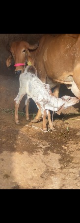 sell 7600252381