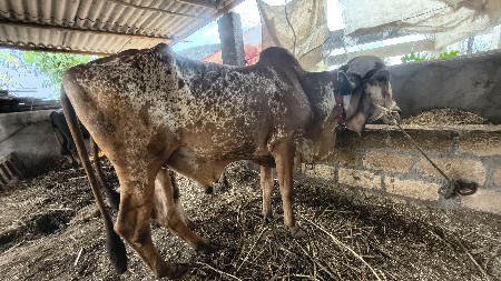 વાસડા વેચવાના