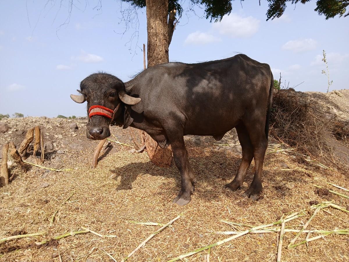 ખડેલુ વેચવાનુંછે