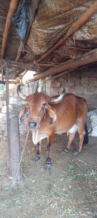 ત્રીજા વેતર ની હોડકી વેચવાની છે