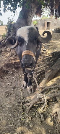 ભેંસ વેચવાની છે