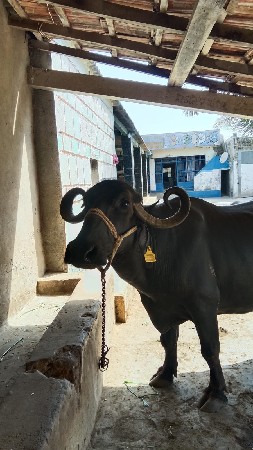 આ ભેંસ વેચવાની છે ટોટલ જવાબદારીથી