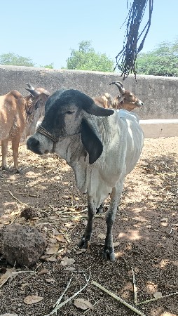 વાછડી વેચવાની છે