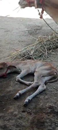 ગાય વેચવાની છે