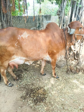 ગીર ગાય