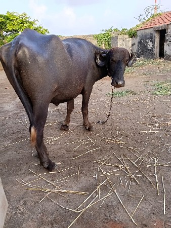 ખાંડેલા વેસવના છે