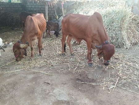 ગોહિલ દિવ્યરાજસિંહ
