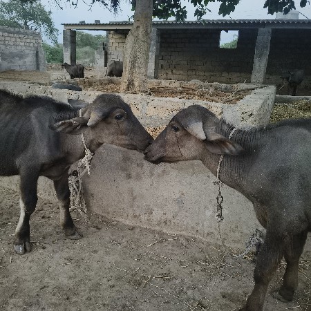 પાડો