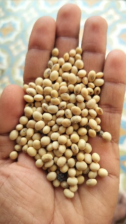 ખાતરી બંધ બિયારણ