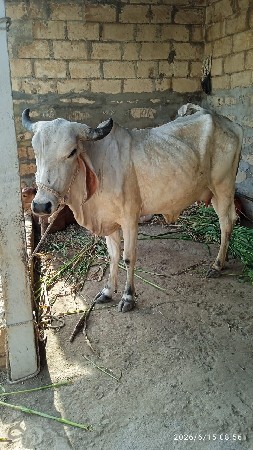 પેલું વેતર વાણી છે નીચે વાચડો છે