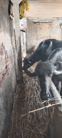 બે ભેસુ વેચવાની છે