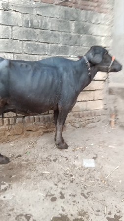2,,,2 લીટર દૂધ 1 મહિના ની ગાભણી