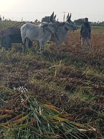 ગોઢલા વેચવા ના છે