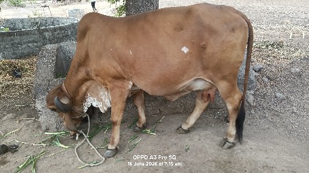 ગાય વેચવા ની છે