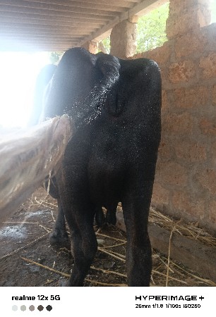 3વેતર