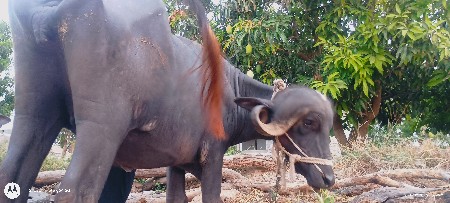 ભેંસ વેચવાની છે