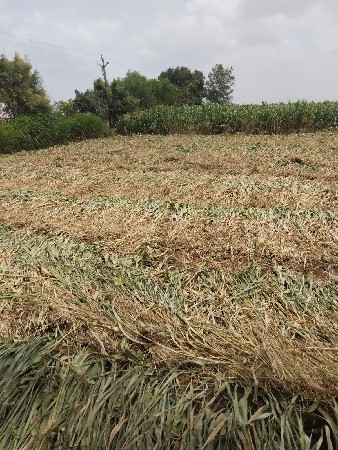 જુવાર વેચવાની છે