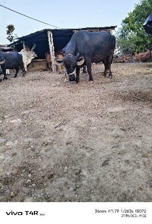 ભેસ