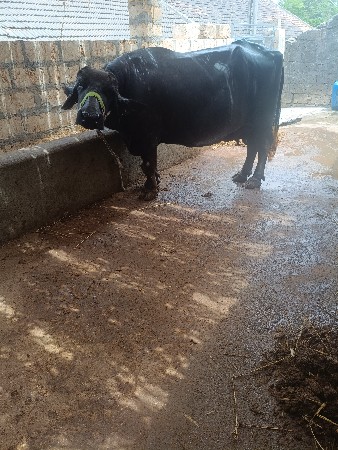 ભેસ. વેસવાનીસે