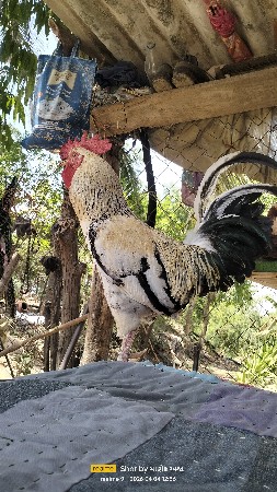 આ મુરઘો.  કુકડો આપી દેવાનો છે