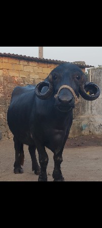 ત્રણ ભેંસ વેચવાની છે