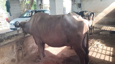 આ ભેંશ વેચવાની છે
