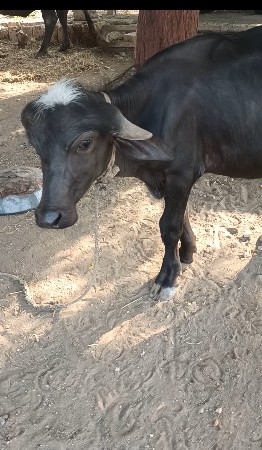 બે વર્ષનો પાડો વેચવાનો છે
